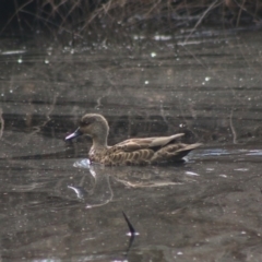 Anas gracilis (Grey Teal) at Mongarlowe, NSW - 19 Jul 2020 by LisaH