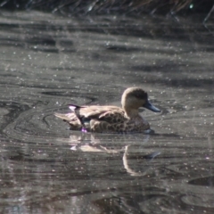 Anas gracilis at Mongarlowe, NSW - 19 Jul 2020 12:03 PM