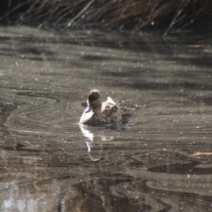 Anas gracilis at Mongarlowe, NSW - 19 Jul 2020