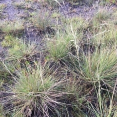 Lachnagrostis filiformis (Blown Grass) at Rowes Lagoon - 17 Jul 2020 by JaneR