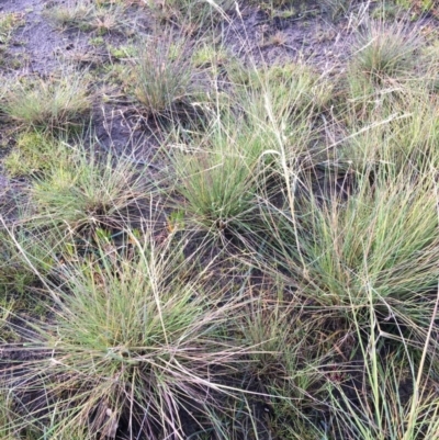 Lachnagrostis filiformis (Blown Grass) at Rowes Lagoon - 17 Jul 2020 by JaneR