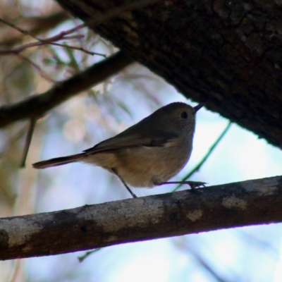 Acanthiza pusilla (Brown Thornbill) at Mongarlowe, NSW - 19 Jul 2020 by LisaH