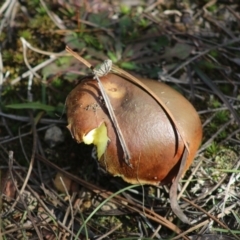 Suillus sp. (A bolete ) at Mongarlowe, NSW - 19 Jul 2020 by LisaH