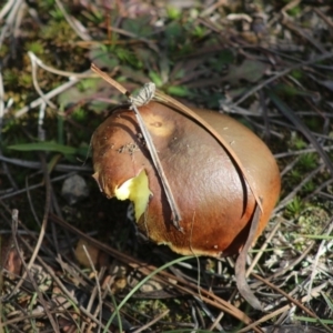 Suillus sp. at Mongarlowe, NSW - 19 Jul 2020 12:46 PM