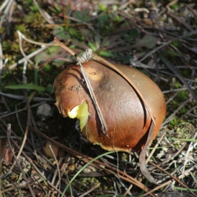 Suillus sp. (A bolete ) at Mongarlowe, NSW - 19 Jul 2020 by LisaH