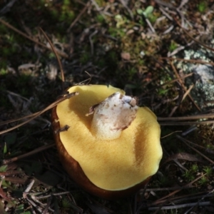 Suillus sp. at Mongarlowe, NSW - 19 Jul 2020 12:46 PM