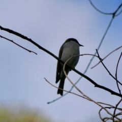 Melithreptus lunatus (White-naped Honeyeater) at Mongarlowe, NSW - 19 Jul 2020 by LisaH