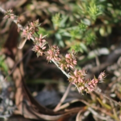 Leucopogon or Styphelia sp. (A Beard-heath) at Mongarlowe, NSW - 19 Jul 2020 by LisaH