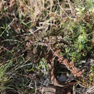 Leucopogon sp. at Mongarlowe, NSW - 19 Jul 2020