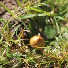 Unidentified Cap on a stem; teeth below cap at Mongarlowe River - 19 Jul 2020 by LisaH