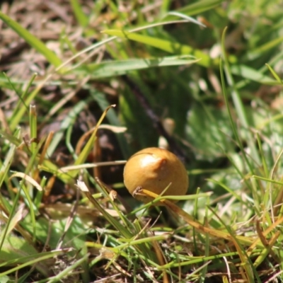 Unidentified Cap on a stem; teeth below cap at Mongarlowe, NSW - 19 Jul 2020 by LisaH