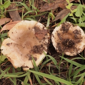 Russula amoenolens-like at Macquarie, ACT - 3 Apr 2020