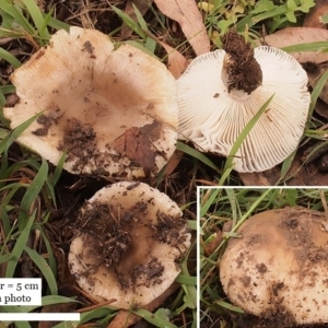 Russula amoenolens-like at Macquarie, ACT - 3 Apr 2020 12:00 AM