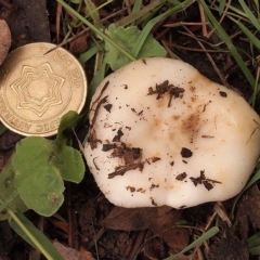 Russula amoenolens-like at Macquarie, ACT - 3 Apr 2020 12:00 AM