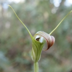 Diplodium decurvum (Summer greenhood) at Tennent, ACT - 6 Apr 2014 by AaronClausen