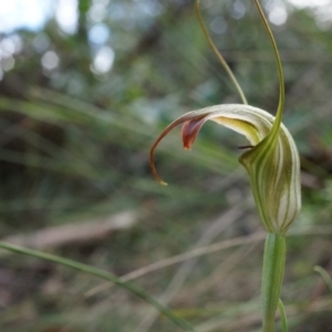 Diplodium decurvum at Tennent, ACT - suppressed