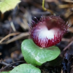 Corysanthes hispida (Bristly Helmet Orchid) at Tennent, ACT - 6 Apr 2014 by AaronClausen