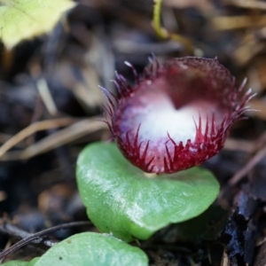 Corysanthes hispida at Tennent, ACT - suppressed