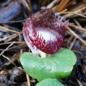 Corysanthes hispida at Tennent, ACT - suppressed