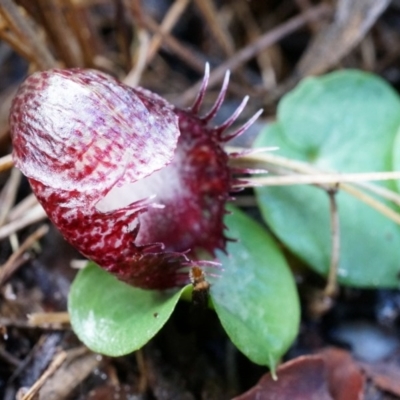 Corysanthes hispida (Bristly Helmet Orchid) at Tennent, ACT - 6 Apr 2014 by AaronClausen