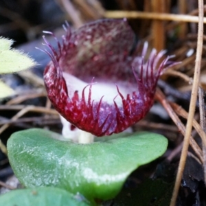 Corysanthes hispida at Tennent, ACT - 6 Apr 2014