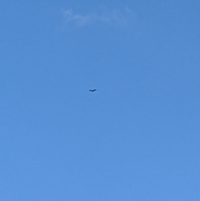 Aquila audax (Wedge-tailed Eagle) at Hackett, ACT - 19 Jul 2020 by GforGeoff