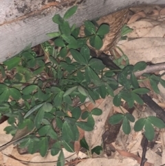 Glycine tabacina (Variable Glycine) at Weston, ACT - 20 Jul 2020 by AliceH