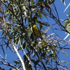 Pachycephala pectoralis (Golden Whistler) at Penrose - 6 Jul 2020 by Aussiegall