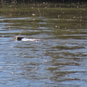 Hydromys chrysogaster at Fyshwick, ACT - 20 Jul 2020