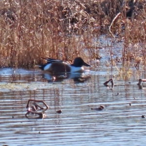 Spatula clypeata at Fyshwick, ACT - 20 Jul 2020