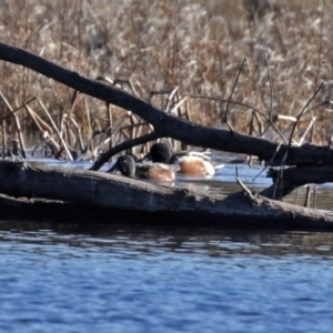 Spatula clypeata at Fyshwick, ACT - 20 Jul 2020