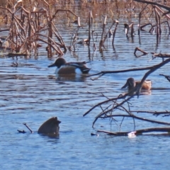 Spatula clypeata at Fyshwick, ACT - 20 Jul 2020