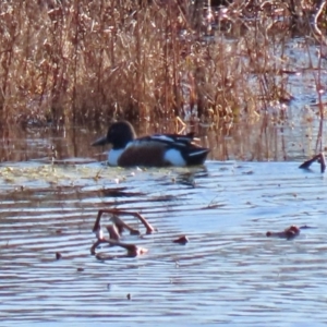 Spatula clypeata at Fyshwick, ACT - 20 Jul 2020