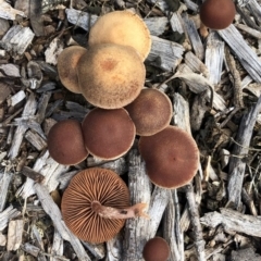 Unidentified Cap on a stem; gills below cap [mushrooms or mushroom-like] at Garran, ACT - 15 Jul 2020 by ruthkerruish