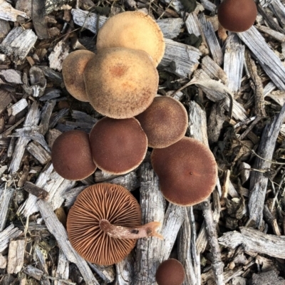 Unidentified Cap on a stem; gills below cap [mushrooms or mushroom-like] at Garran, ACT - 15 Jul 2020 by ruthkerruish