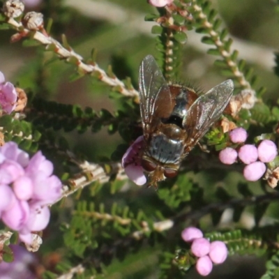 Calliphoridae (family) (Unidentified blowfly) at Currowan, NSW - 16 Jul 2020 by UserCqoIFqhZ