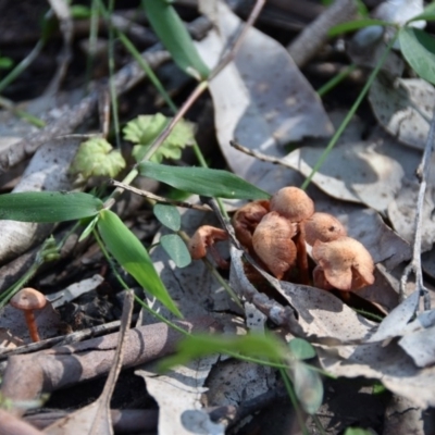 Laccaria sp. (Laccaria) at Termeil, NSW - 20 Jul 2020 by wendie