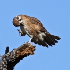 Falco berigora (Brown Falcon) at Fyshwick, ACT - 20 Jul 2020 by RodDeb