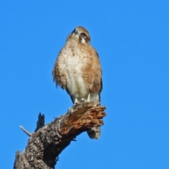 Falco berigora at Fyshwick, ACT - 20 Jul 2020