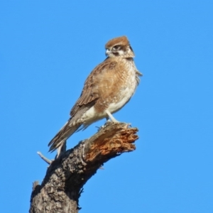 Falco berigora at Fyshwick, ACT - 20 Jul 2020