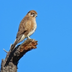 Falco berigora at Fyshwick, ACT - 20 Jul 2020