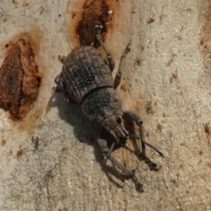 Polyphrades paganus at Bruce, ACT - 18 Jul 2020