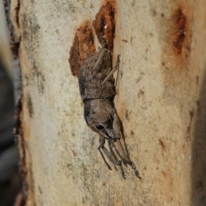 Polyphrades paganus at Bruce, ACT - 18 Jul 2020