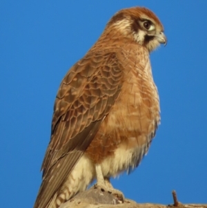 Falco berigora at Fyshwick, ACT - 19 Jul 2020 05:05 PM