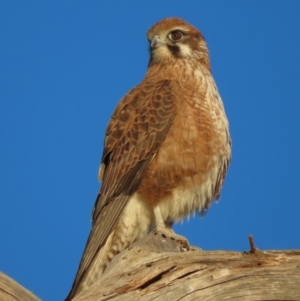 Falco berigora at Fyshwick, ACT - 19 Jul 2020 05:05 PM