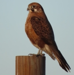 Falco berigora at Fyshwick, ACT - 19 Jul 2020 05:05 PM