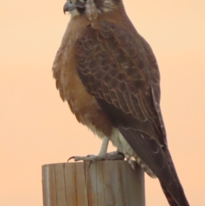 Falco berigora at Fyshwick, ACT - 19 Jul 2020 05:05 PM