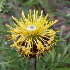 Isopogon anemonifolius (Common Drumsticks) at Ulladulla, NSW - 12 Jul 2020 by trevorpreston