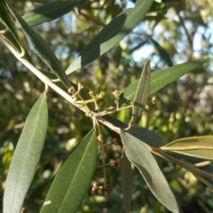 Olea europaea subsp. cuspidata at Red Hill, ACT - 19 Jul 2020