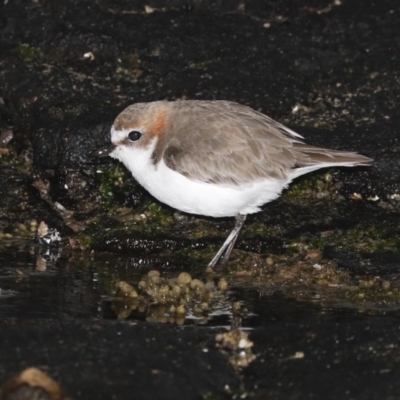 Anarhynchus ruficapillus (Red-capped Plover) at Congo, NSW - 7 Jul 2020 by jbromilow50